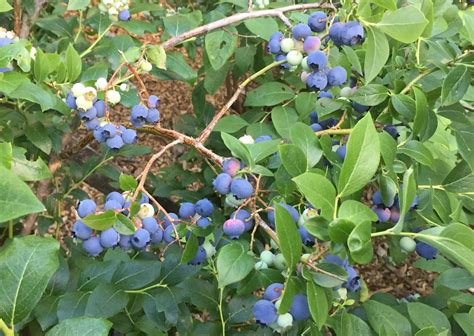 Fun facts about summer blueberries from a UVM expert | Local News ...
