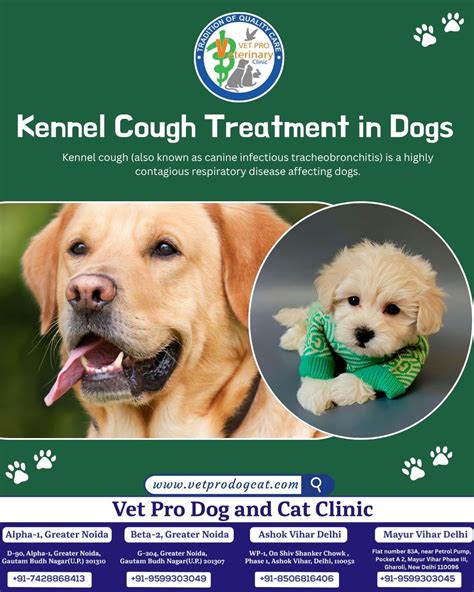 Kennel Cough Treatment in Dogs