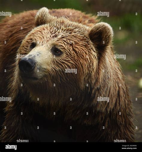 European Brown Bears, Port Lympne, Kent, Wildlife Park, Animal ...