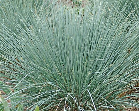 The 13 Best Ornamental Grasses for Fall Color