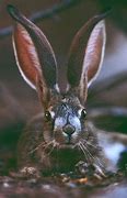 Image result for Wild Baby Jack Rabbits