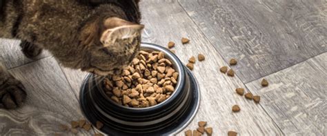 How Much Dry Food Should a Cat Eat? – PetsNPets Store