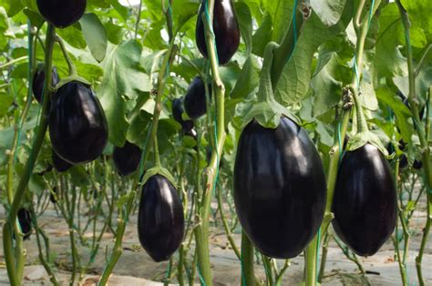 Eggplants: How to Plant and Grow Eggplants | The Old Farmer's Almanac