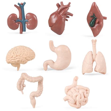 Buy 8PCS Human Organs Model Mini Human Body Parts Anatomy Toys for Kids ...
