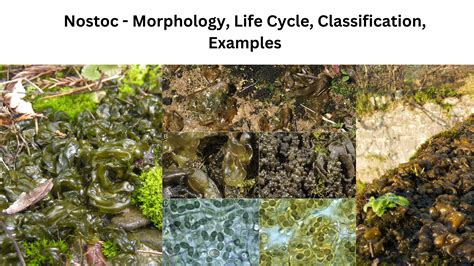 Bacteriology- Microbiology Note