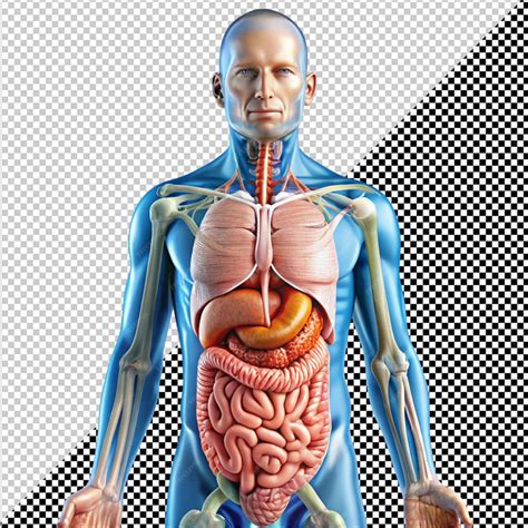 Image result for Digestive System No Background