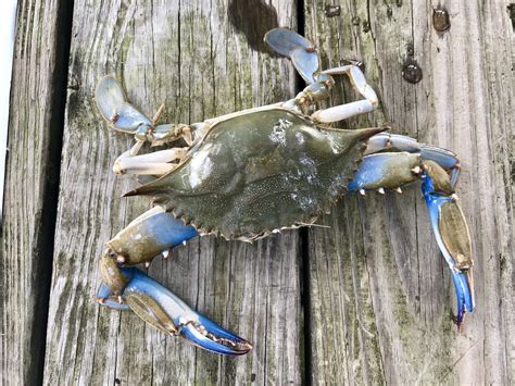 Homemade Blue Crab Traps - Homemade Ftempo