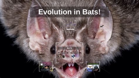 Image result for Bat-insignia Evolution
