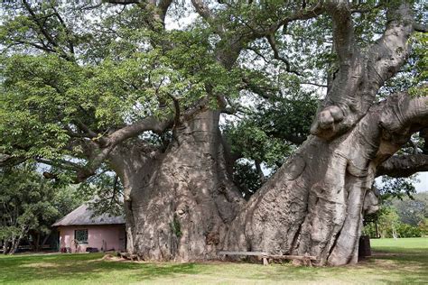Native To South Africa