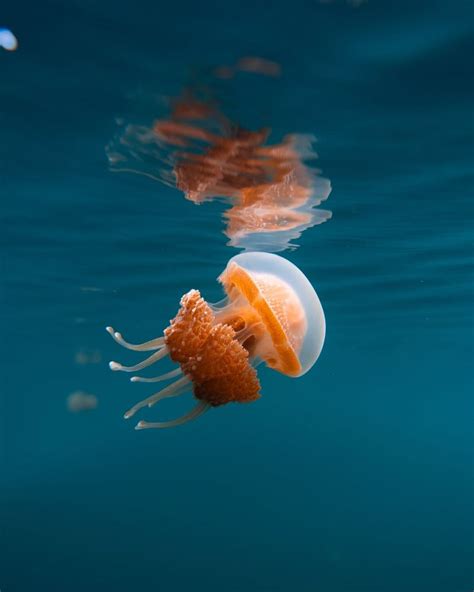 Everything To Know About Jellyfish Stings