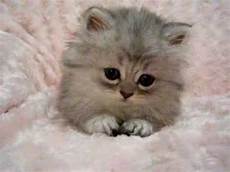kitten for sale tiger kittens for sale kitten for sale tiger kittens for sale