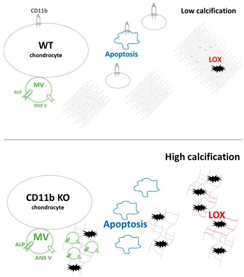 CD11b Deficiency Favors Cartilage Calcification via Increased Matrix ...