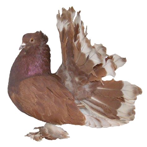 Fantail Pigeon