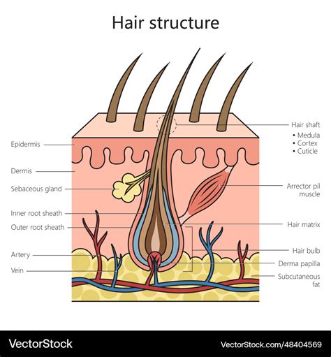 Hair Root Structure 的图像结果