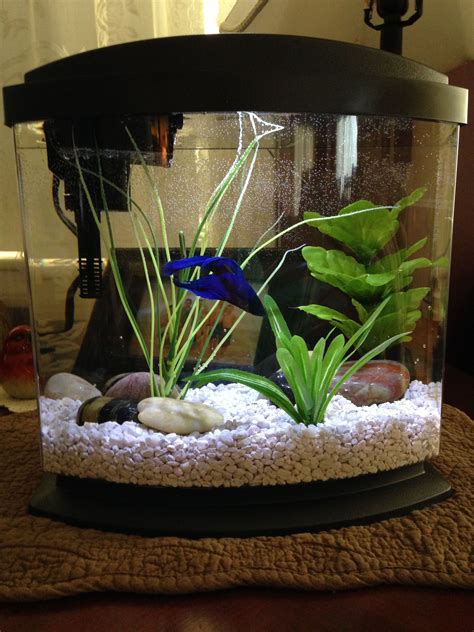 How To Decorate A Betta Tank at Janice Hogan blog