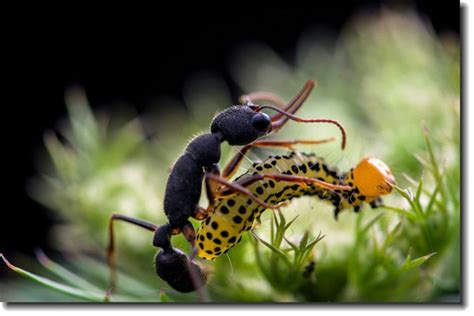 菱结大头蚁是什么蚂蚁 利用嘴部镰刀和尾部蛰针攻击_探秘志