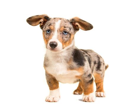 Welsh Corgi Gourmet – Harwood Poodles