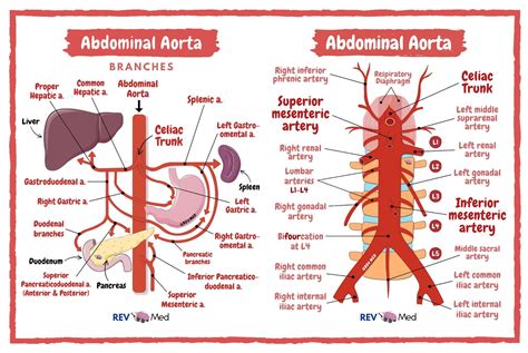 Types Of Aortic Arteries : Aorta anatomy – EKVZCX