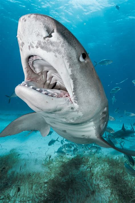 Shark Printable Coloring Pages - prntbl.concejomunicipaldechinu.gov.co