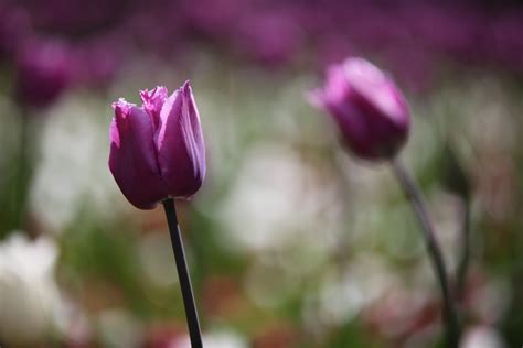 Download Purple Flower Bokeh Flower Nature Tulip 4k Ultra HD Wallpaper