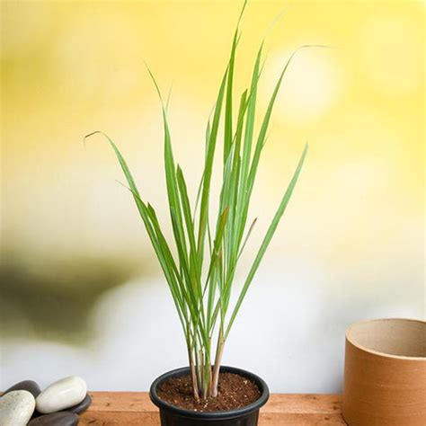 Buy Herb Plants online from Nurserylive at lowest price.