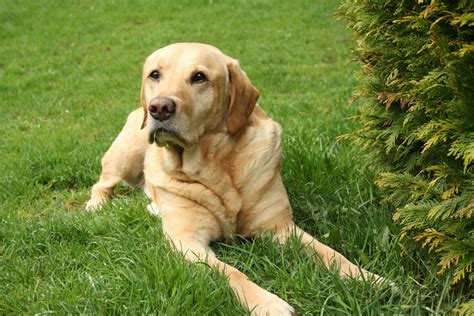 Image result for Adult Labrador