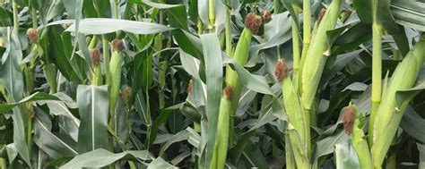 增幅16%，今年玉米制种面积计划315万亩_种子_农作物_调度