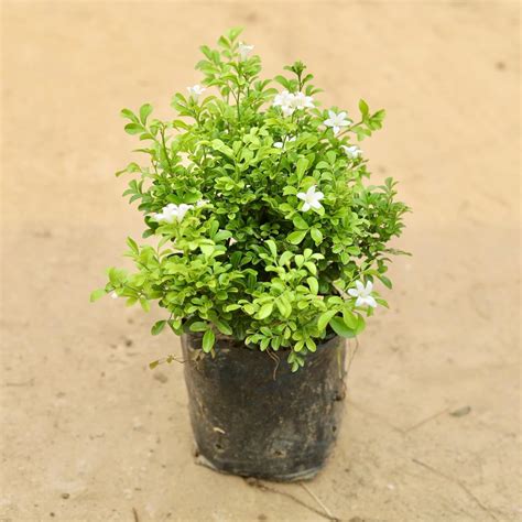 Madhu Kamini Flower Indoor & Outdoor Plant with Plastic Bag (Pack of 1 ...