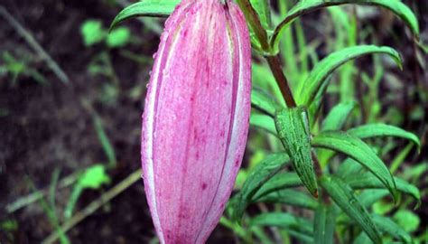 18 Tourist Attractions In Manipur To Add To Your Itinerary In 2025