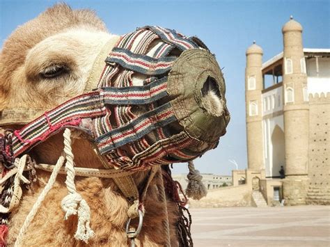 DOLORES TRAVEL (2026) All You Need to Know BEFORE You Go (with Photos ...