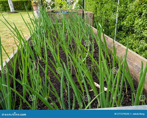 Green Onions Grow in the Garden. a Bed of Green Onions Stock Image ...