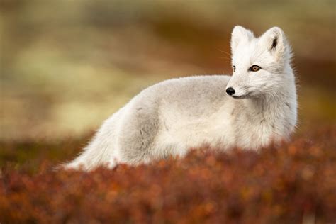 10 Years in the Making - Photographing the Endangered Arctic Foxes of ...