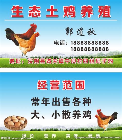 辨别土鸡的诀窍：看土鸡吃的饲料，如果饲料不过关，卖不上价钱_土鸡网
