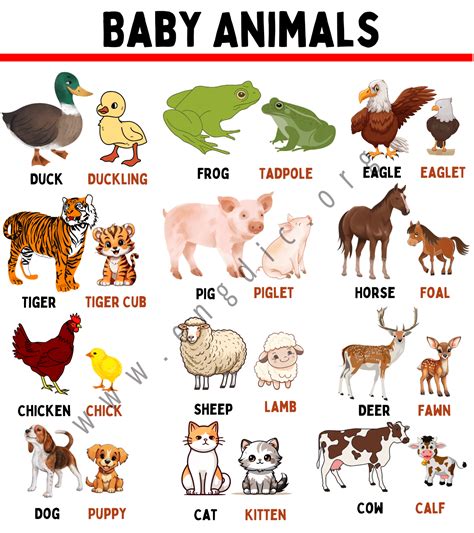 Animals and their Babies Names in English - EngDic