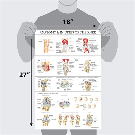 Buy Laminated Anatomy and Injuries of The Knee Poster - Knee Joint ...