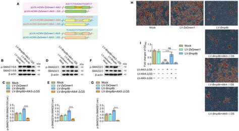 BMP8B Activates Both SMAD2/3 and NF-κB Signals to Inhibit the ...