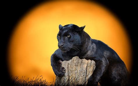 Black Jaguar Wallpapers - Top Free Black Jaguar Backgrounds - WallpaperAccess