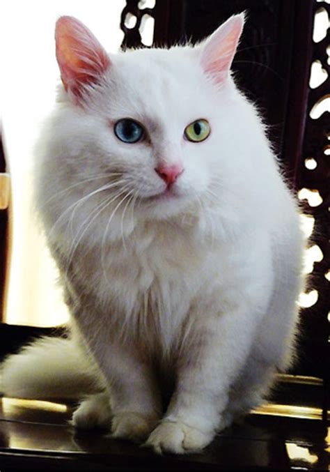 Beyaz Kedi Cinsleri - En Güzel 6 Beyaz Kedi Irkı