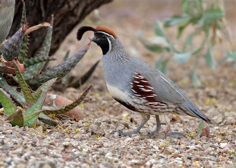 Gambel's Quail by Terry Sohl / 500px | Gambels quail, Quail, Beautiful birds