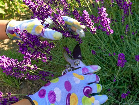 Lavender Pruning Tips 的图像结果