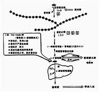 Image result for 糖原