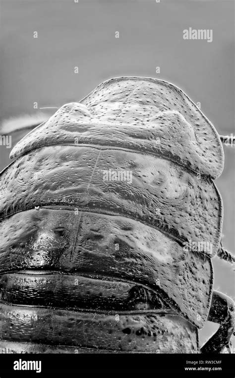 Madagascar Cockroach Dissection 的图像结果