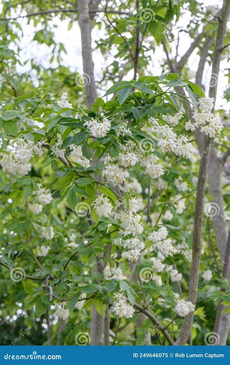 Caucasian Bladdernut Staphylea Colchica, a White Flowering Shrub Stock ...