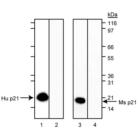 Purified Mouse Anti-p21