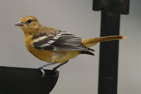 Female oriole | Great Bird Pics