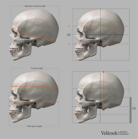 gusztav-velicsek-005-maximum-length-and-height-of-the-skull-profile.jpg ...
