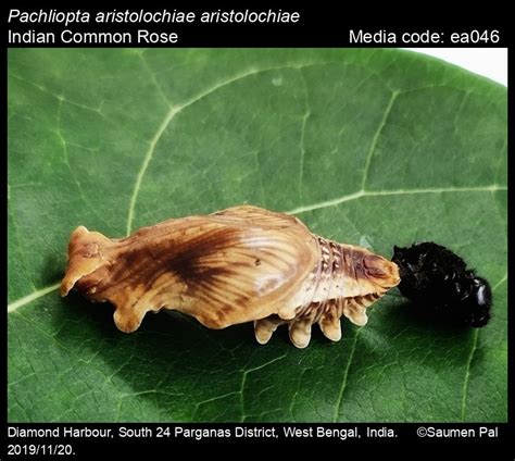 Pachliopta aristolochiae | Butterfly