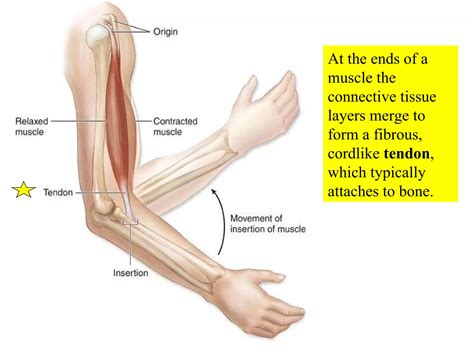 Bio13 .ppt;10 muscle-tissue-and-organization ppt zeny | PPT