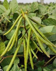 GREEN GRAM AND MOONG SEEDS GREEN GRAM SEEDS, MOONG SEEDS Seed Price in ...