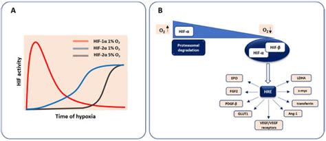 Hypoxia as a Driving Force of Pluripotent Stem Cell Reprogramming and ...